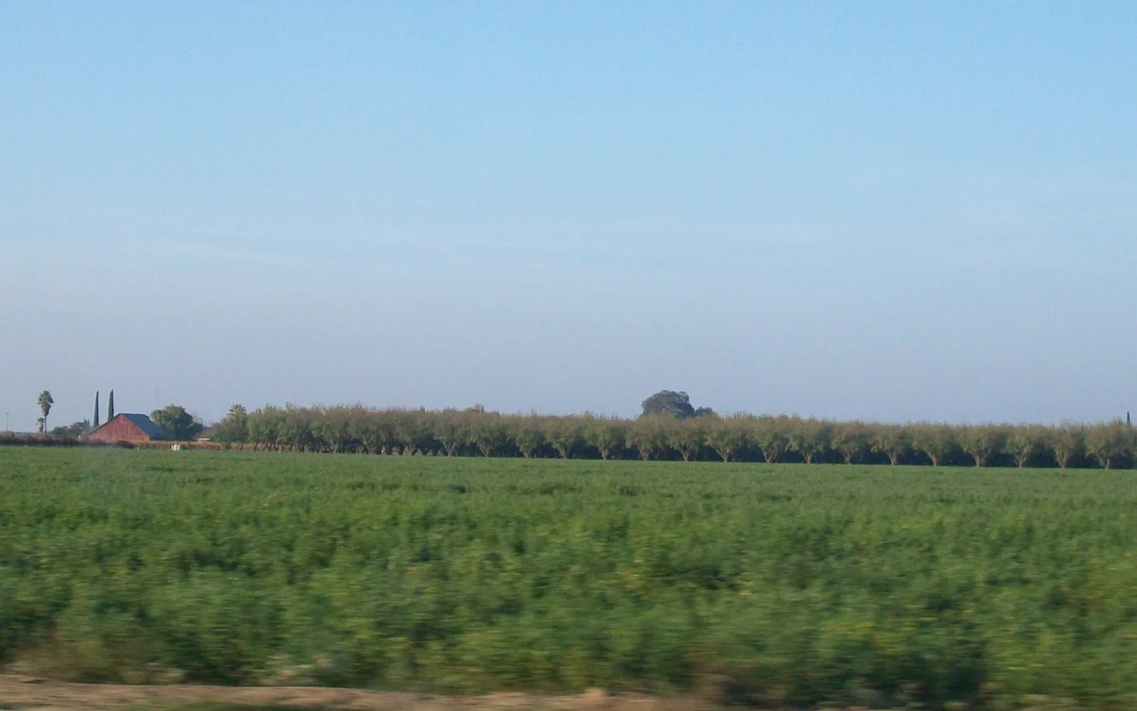 Rows of crops in agricultural fields near Turlock, California, with a clear horizon line